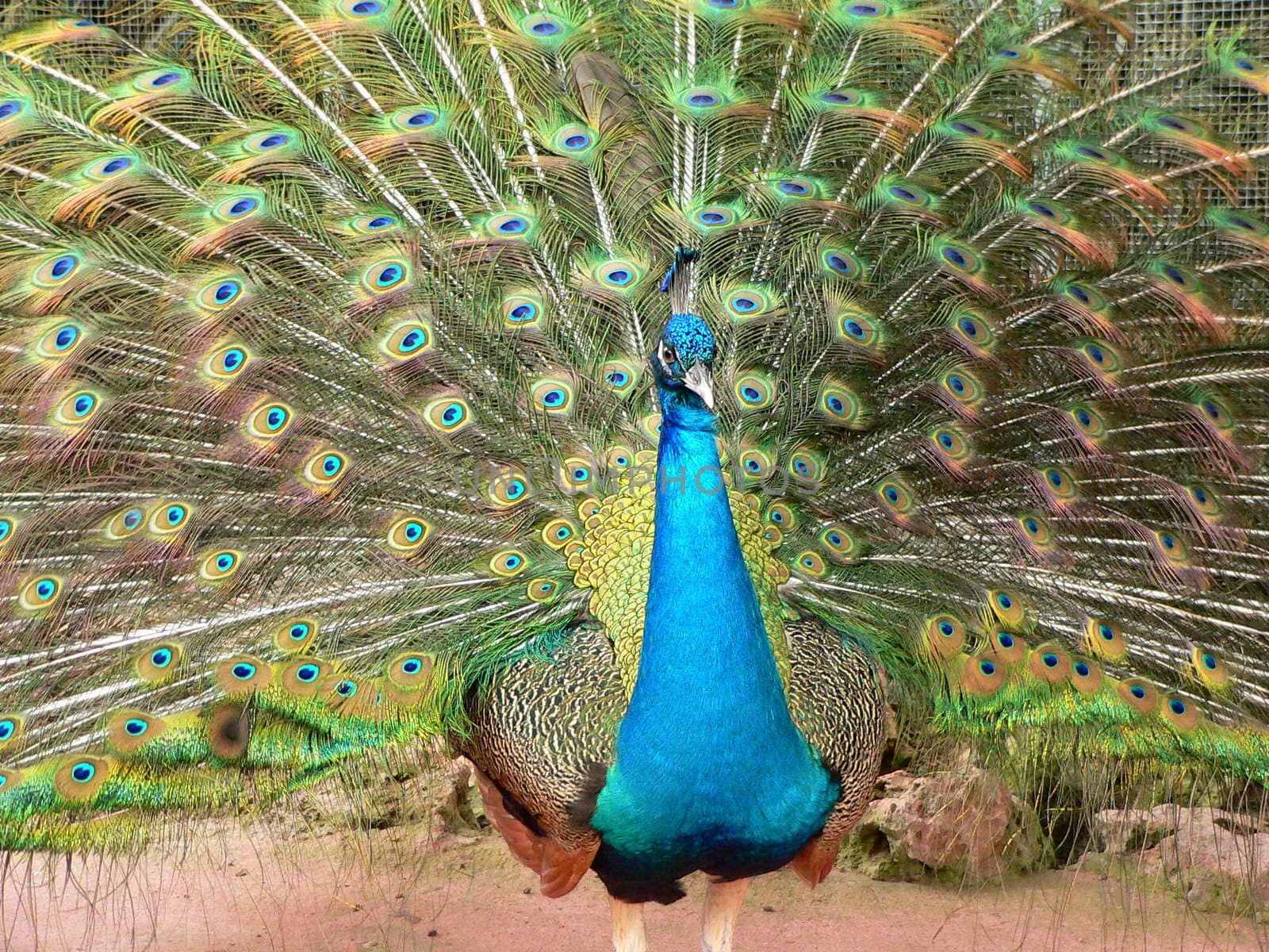 Blue indian peacock showing his plumage