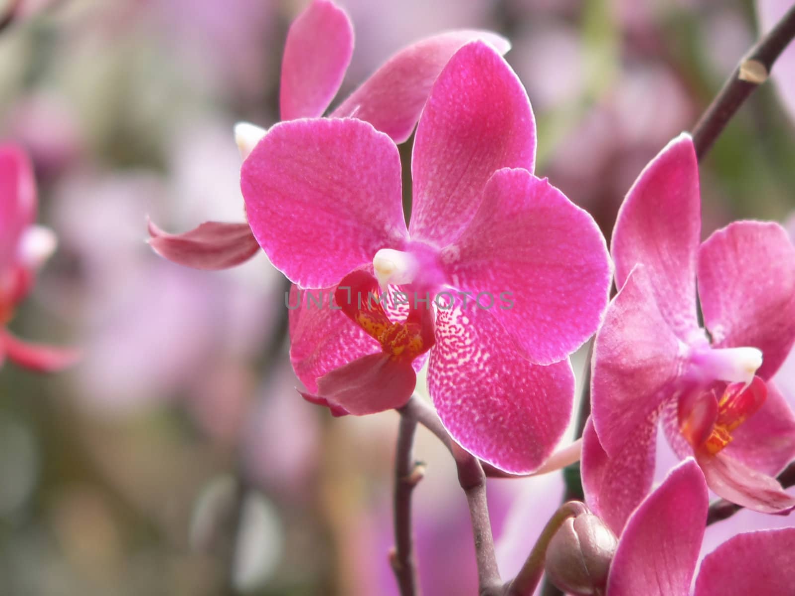 Pink Orchid by EveStock