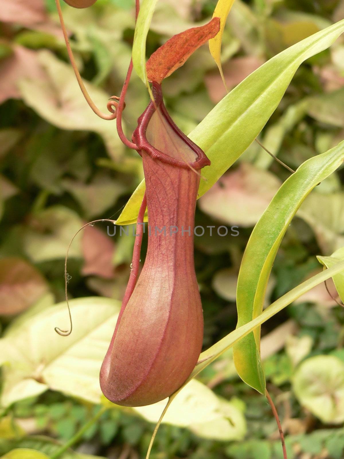 Carnivorous plant by EveStock