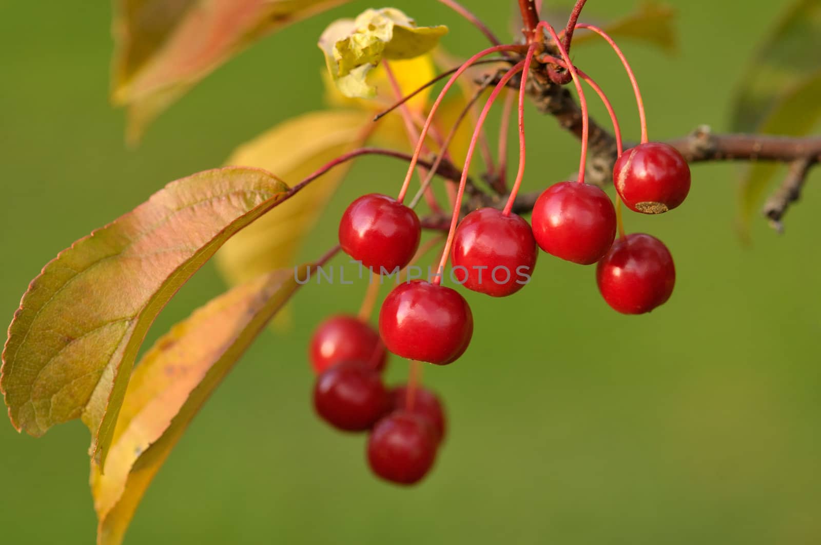 A cluster of ripe crab apple fruits