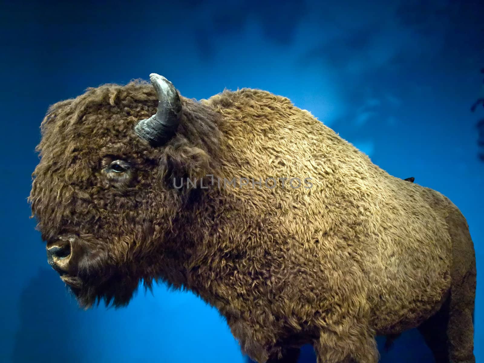 Buffalo on display at a museum.