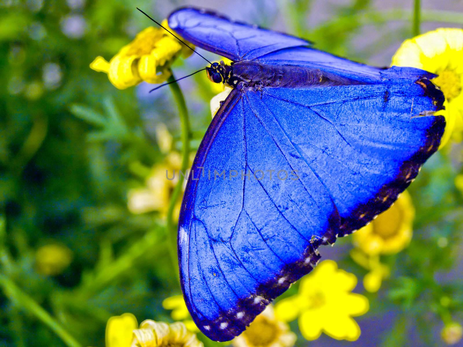 Bright blue butterfly spreds her wings while on a flower.