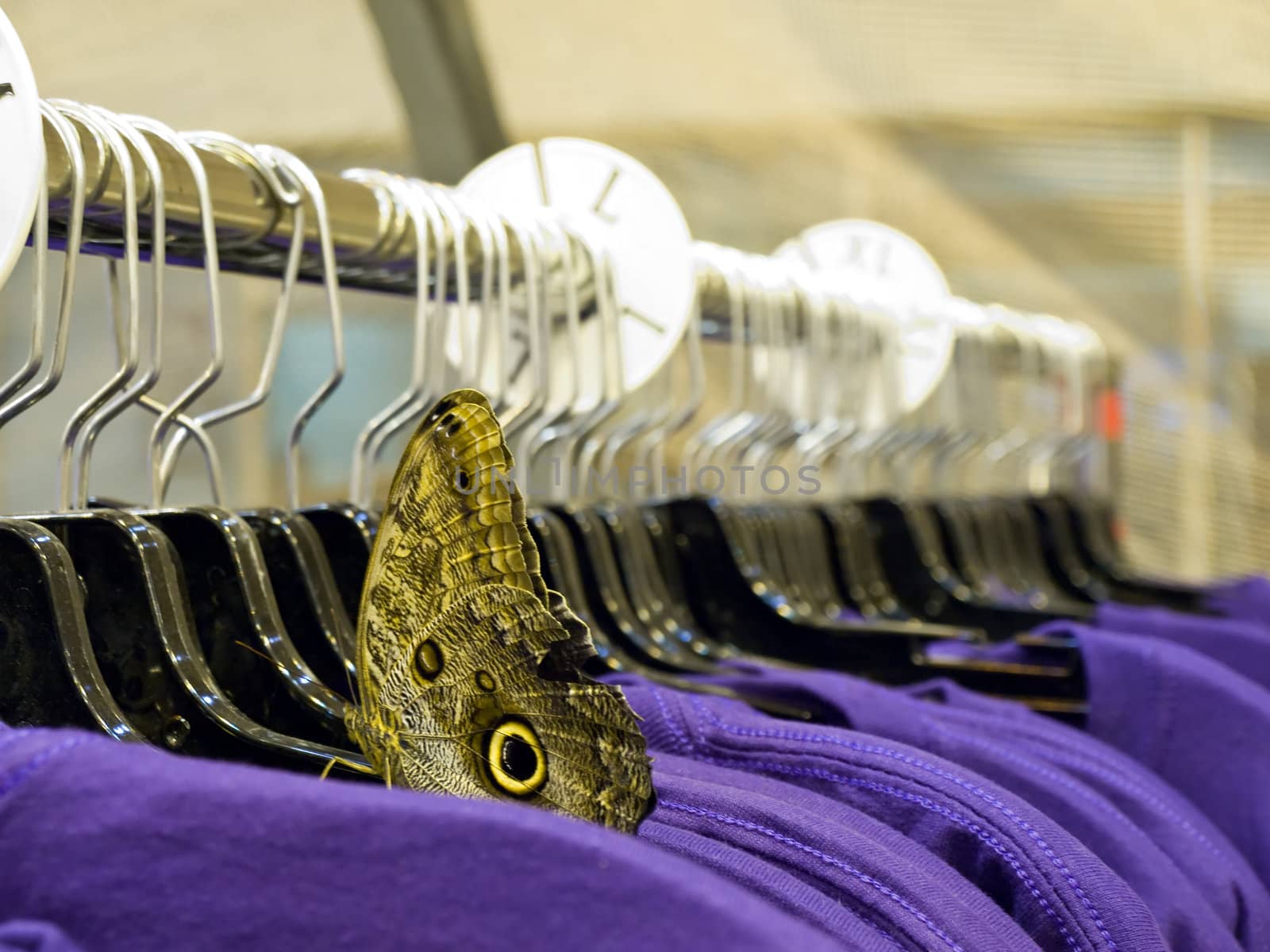 Butterfly on Clothing Rack by watamyr