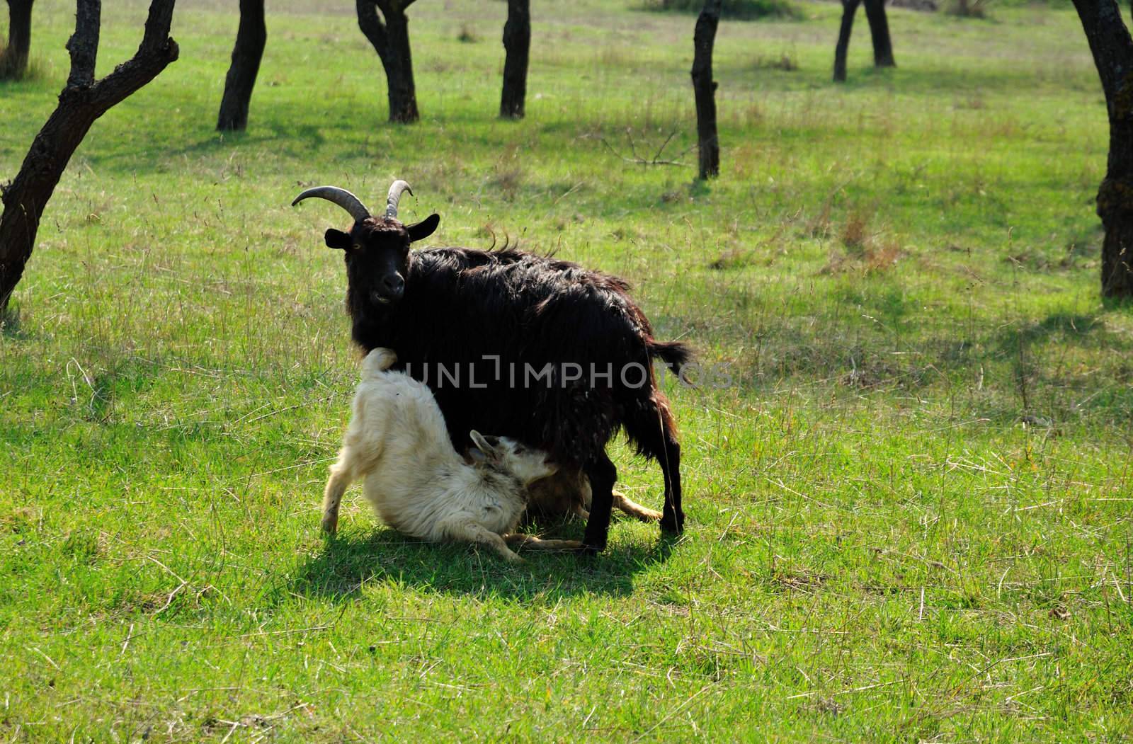 nanny-goat is nursing its kids  by Reana