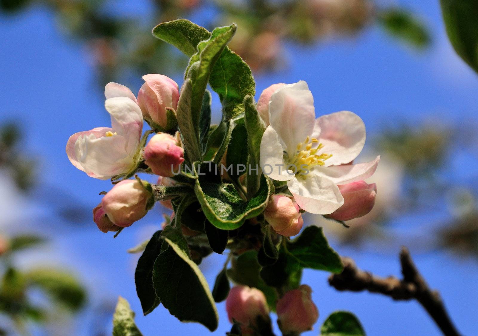 Spring blossom of apple tree with blue sky