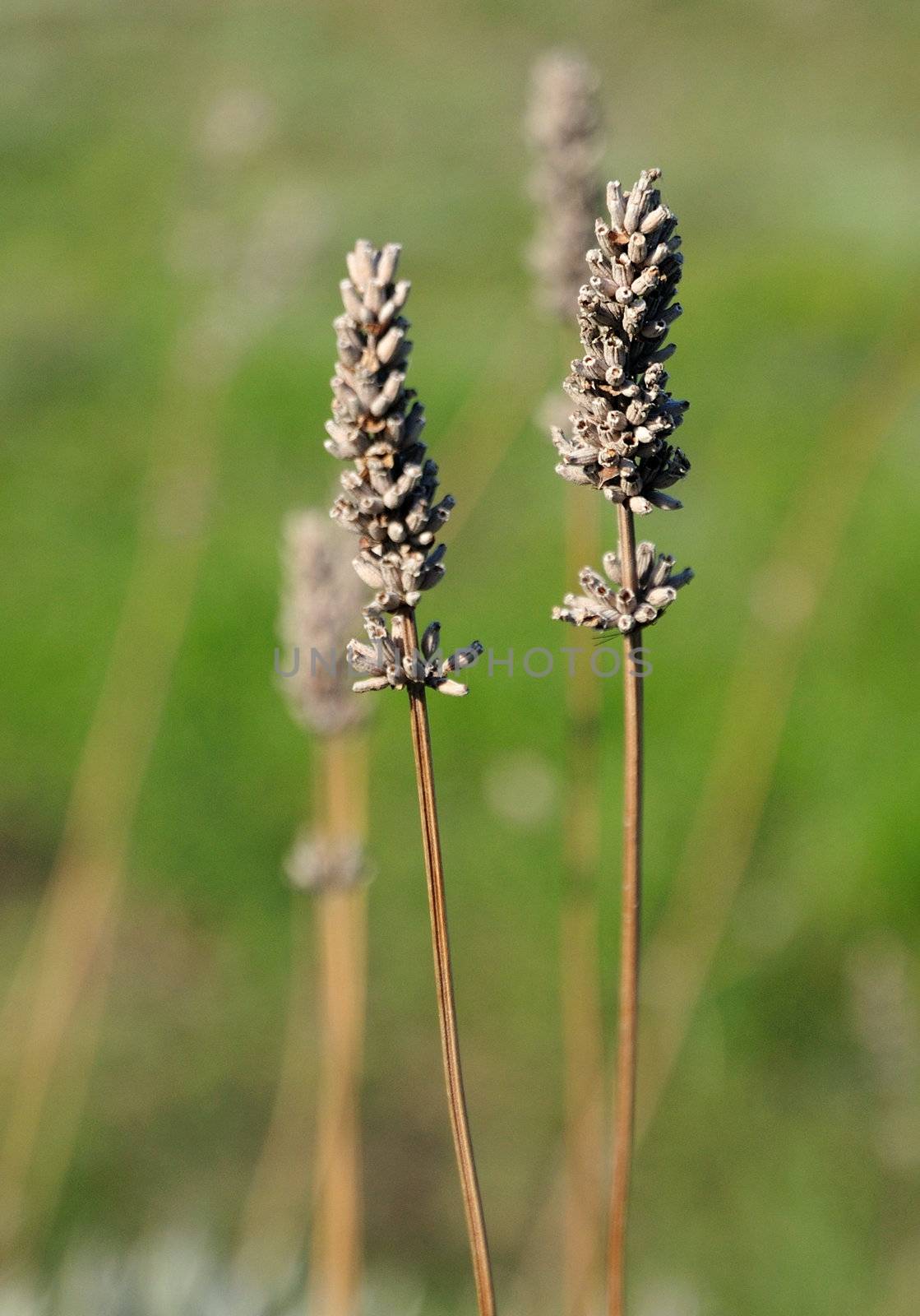 couple of lavenders by Reana