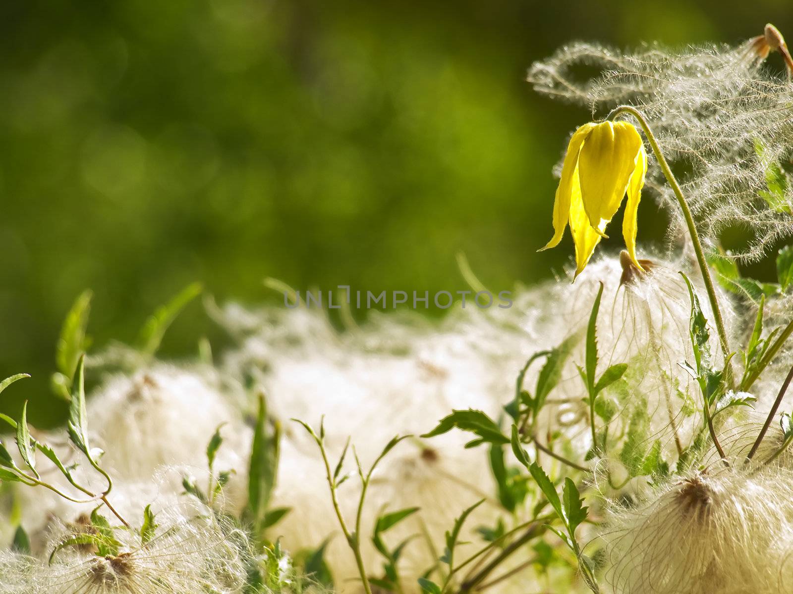 A single yellow flower hanging over a bed of soft, fuzzy seeds.