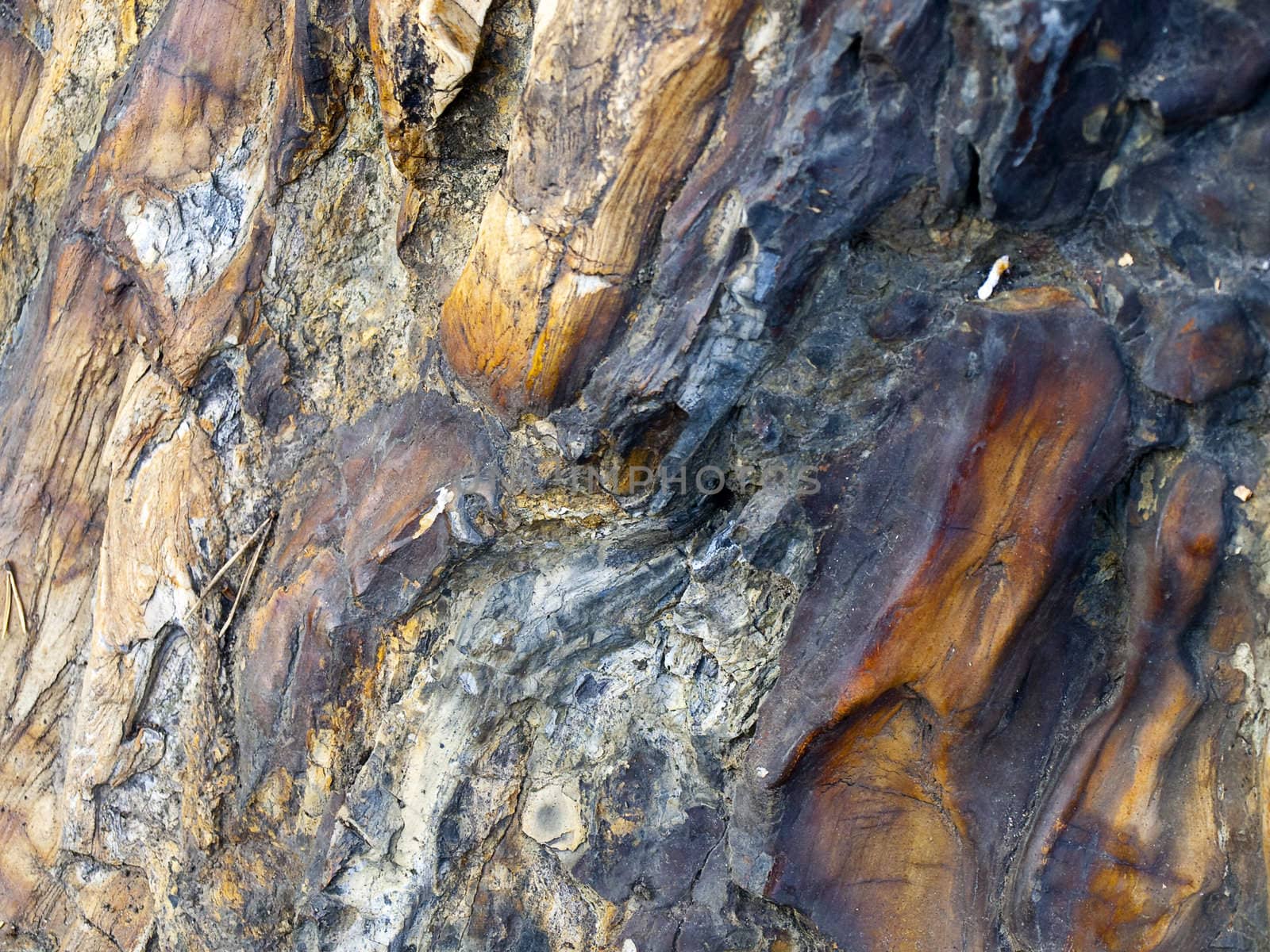 Petrified Wood by watamyr