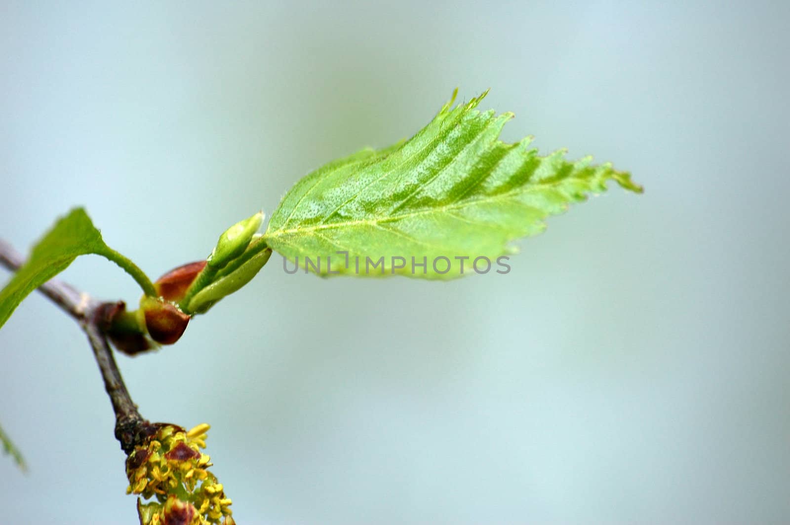 Norwegian birch. Closeup.