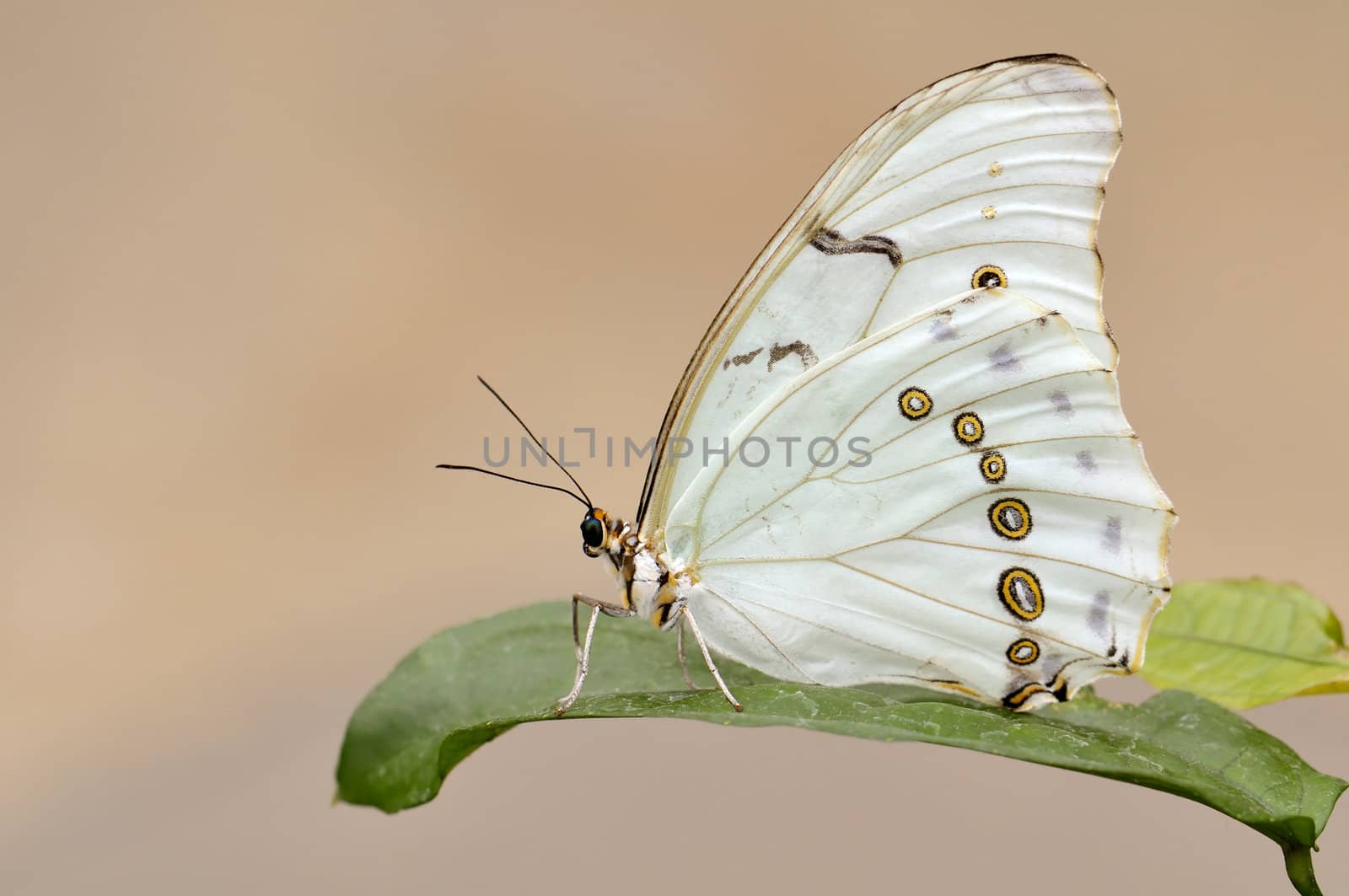 White Morpho butterfly by Hbak