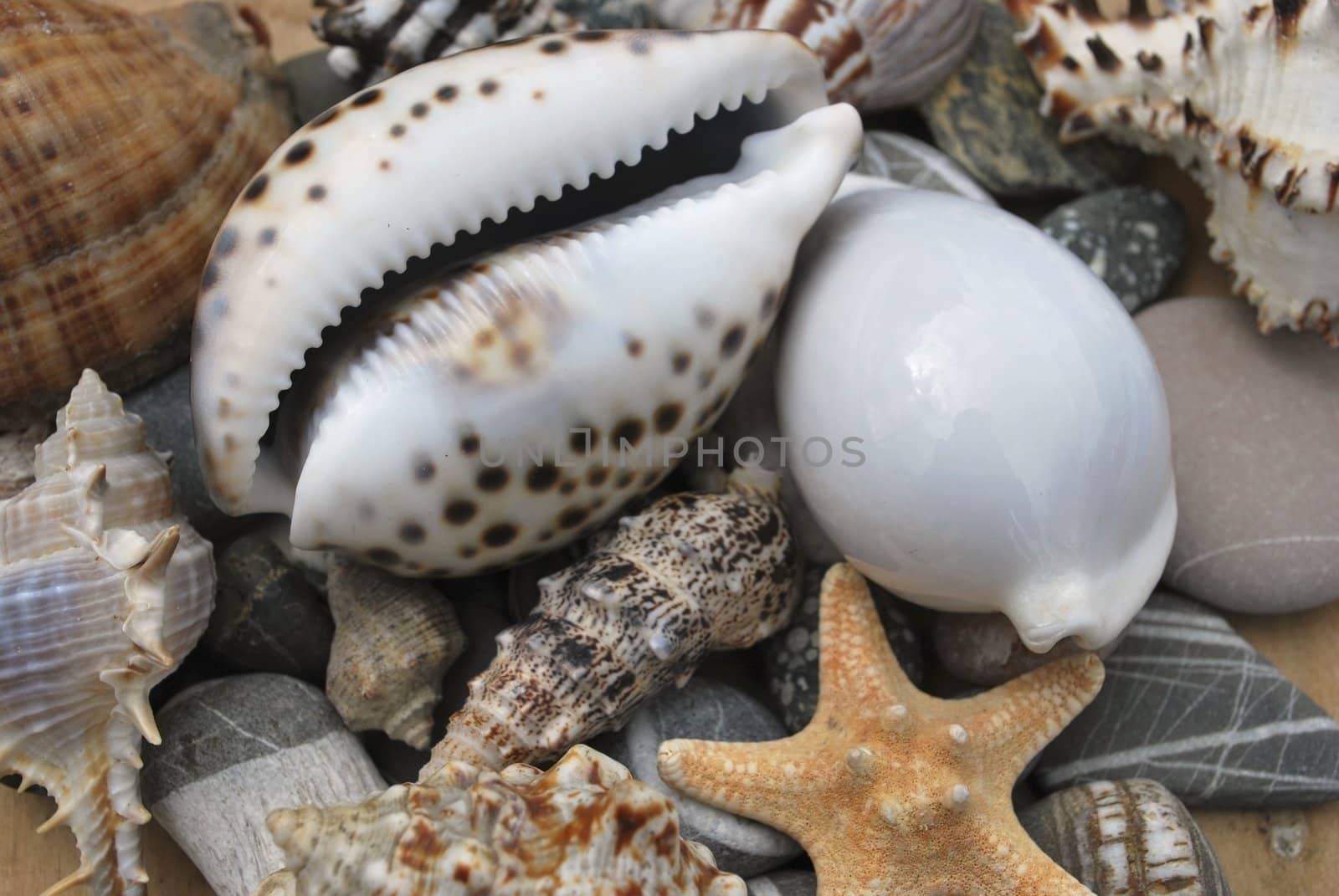 still life with seashell of the miscellaneous of the size and pebble