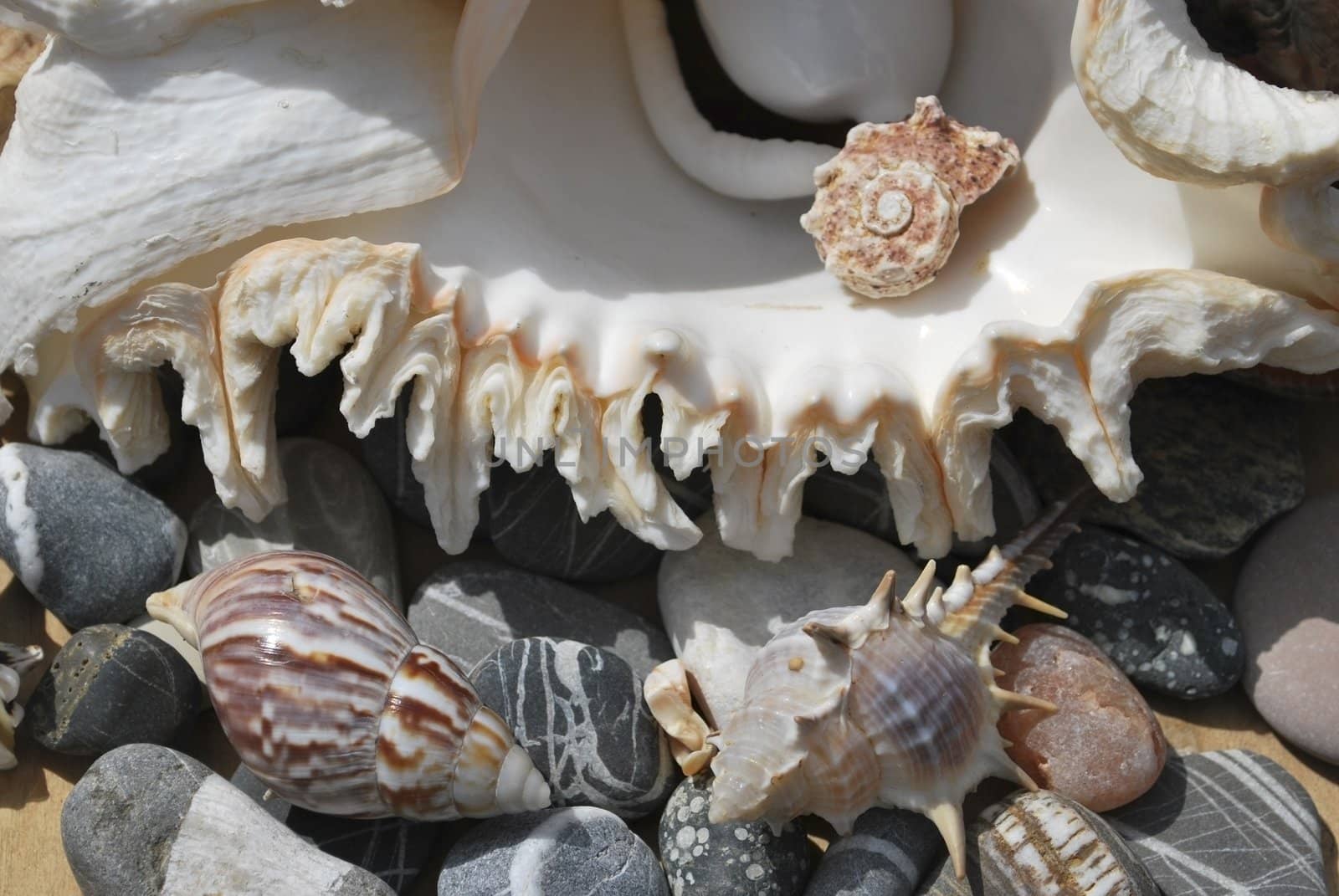 still life with seashell of the miscellaneous of the size and pebble