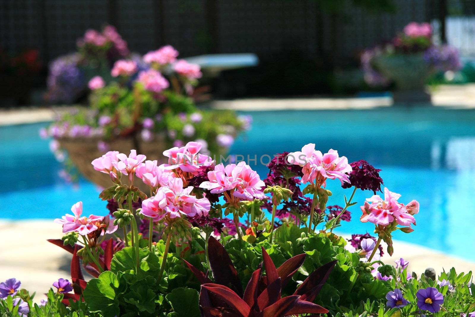 Poolside with beautiful colored flowers