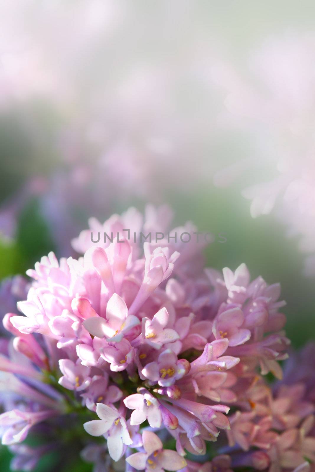 Closup of lilac flower with faded background