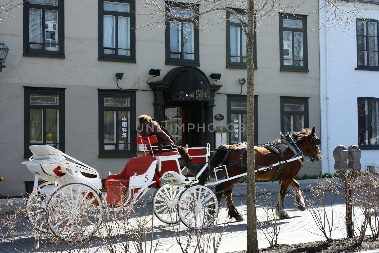 a carriage horse and cabman in historic district