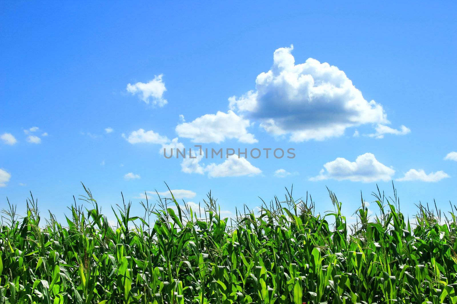 Field of corn stalks in August