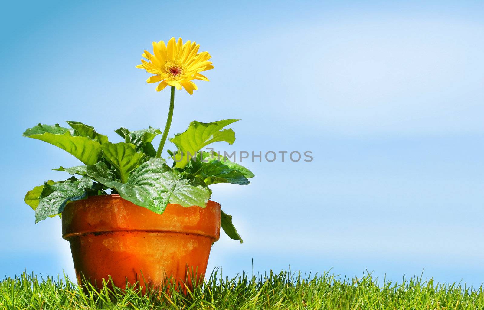 Flower pot on the grass against a blue sky