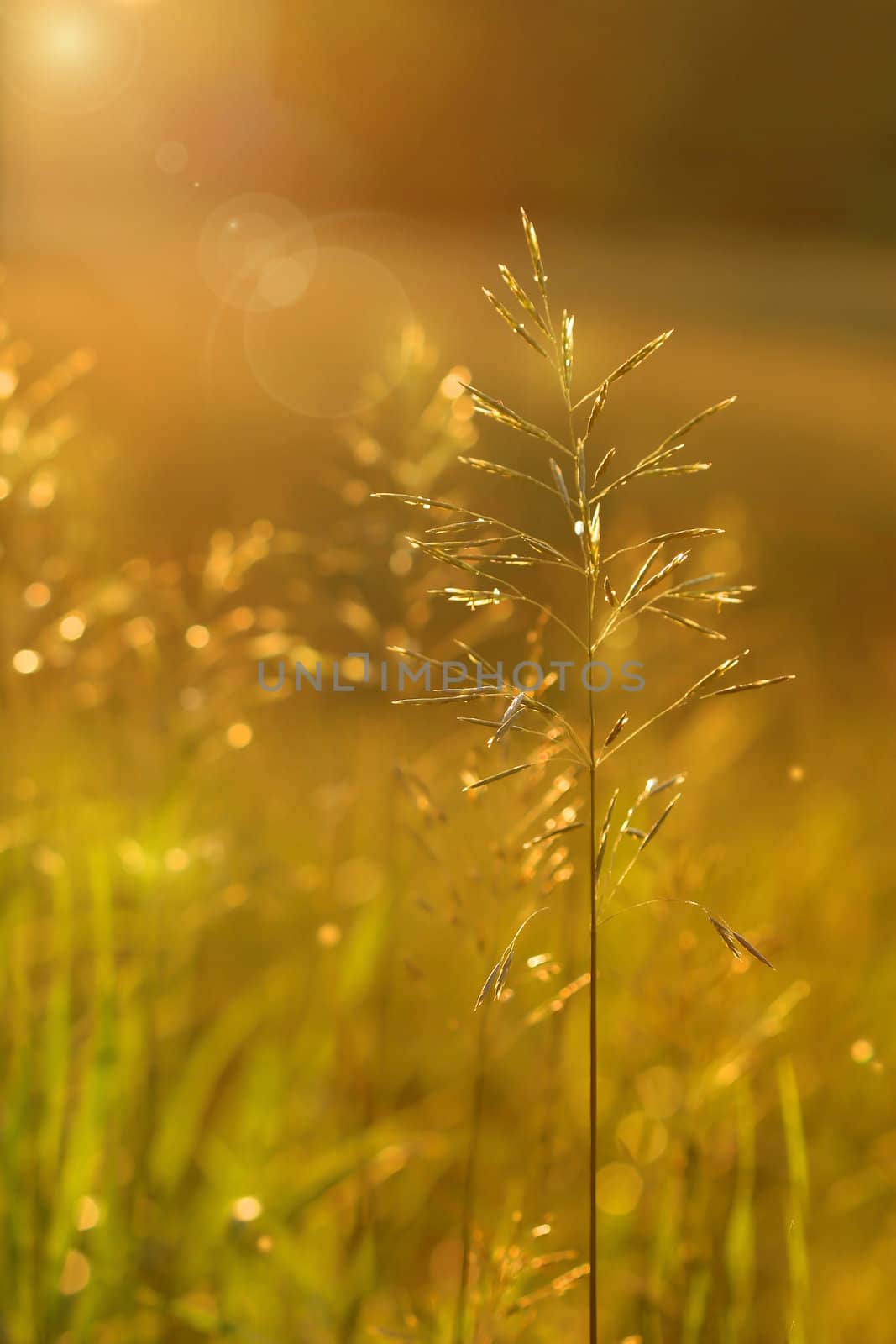 Golden glow in the early evening