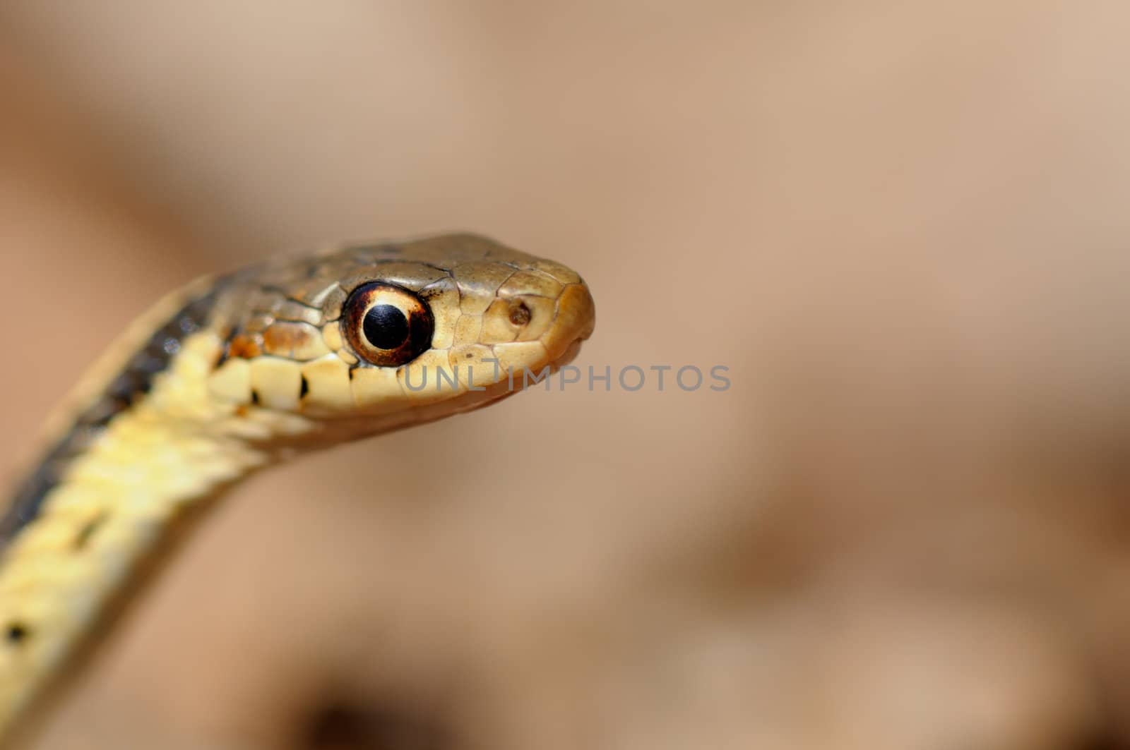 Thamnophis sirtalis known as common garter snake in North America