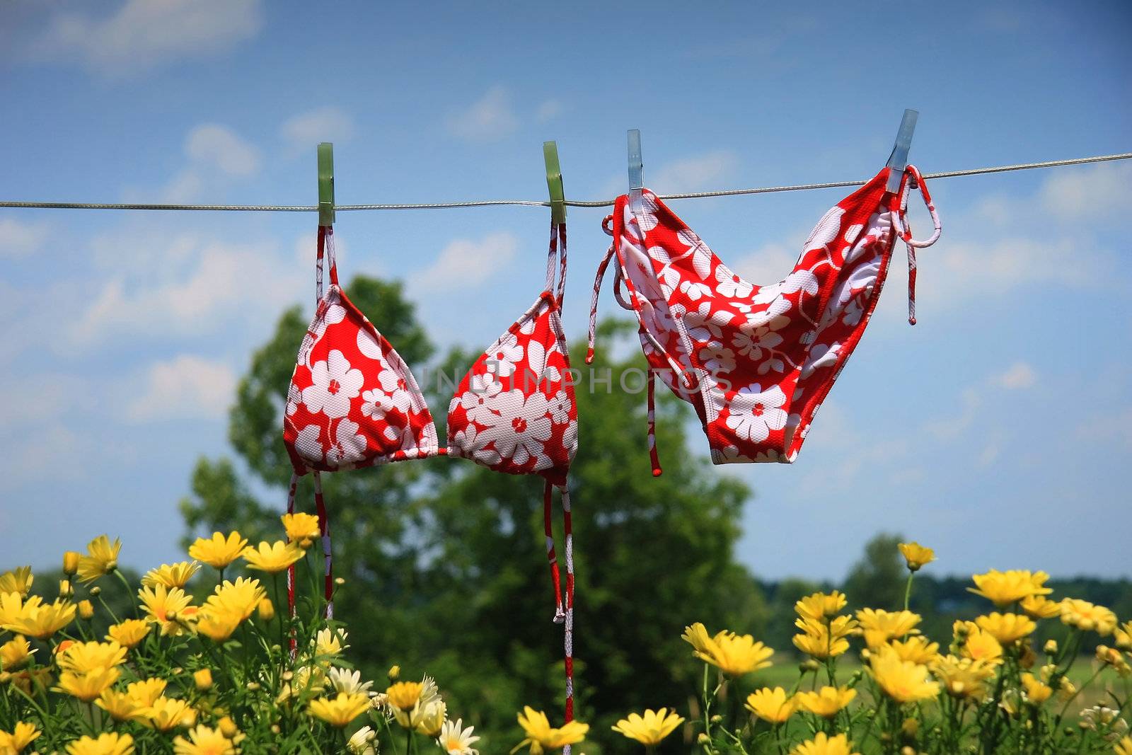  Bikini drying with wild flowers beneath