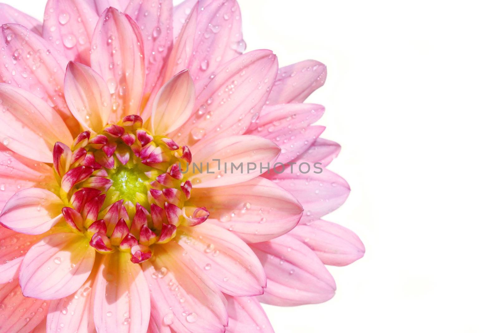 Pink dahlia flower by Sandralise