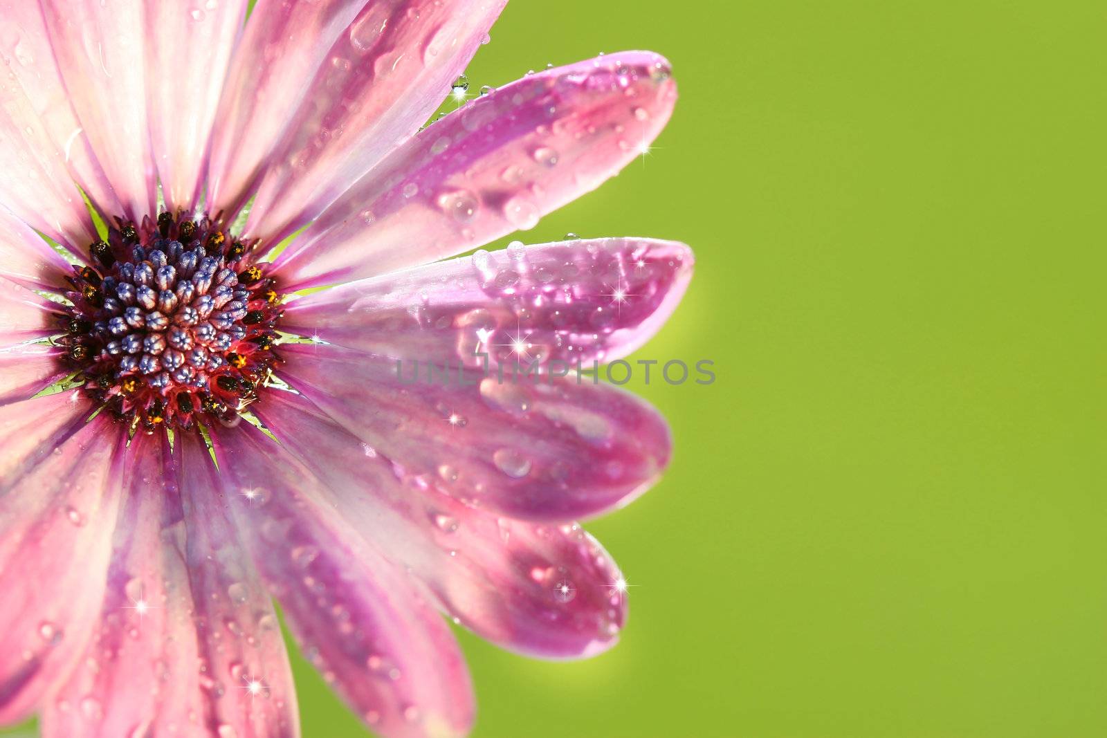 Pink daisy against green  by Sandralise