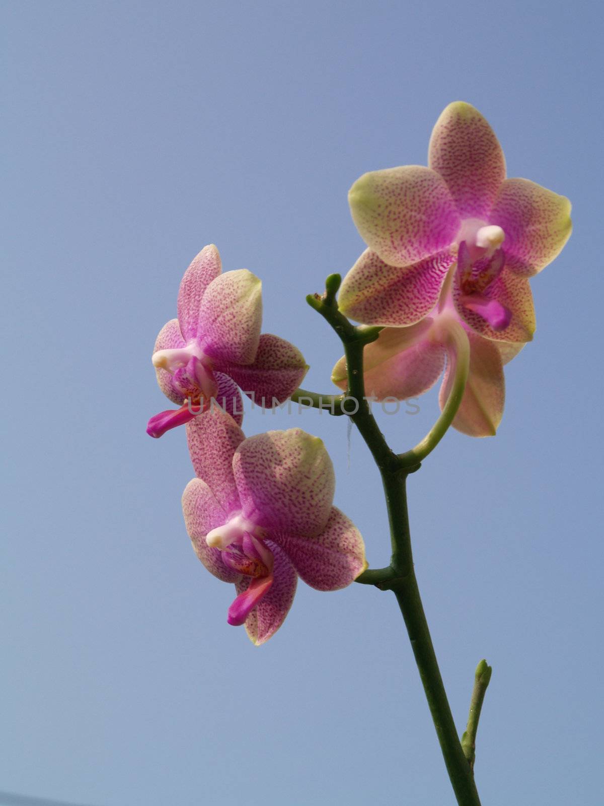orchid by viviolsen