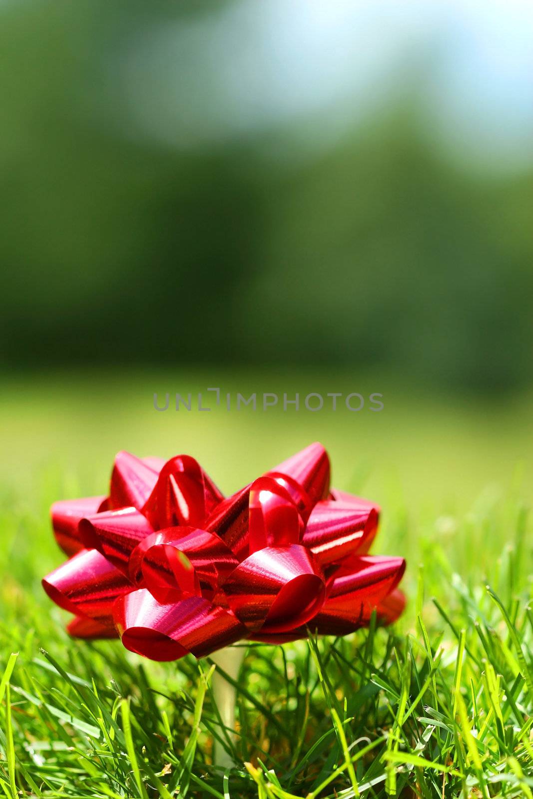 Red Christmas bow with golf tee in the grass