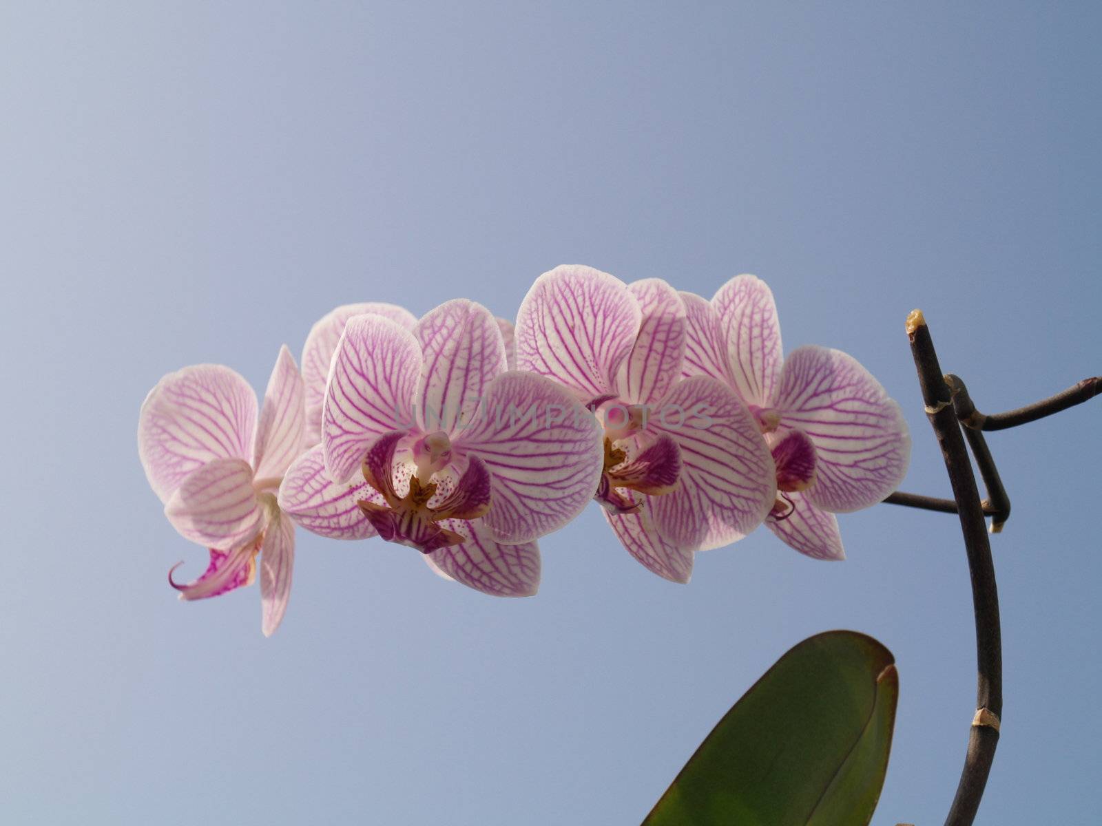 pink orchid by viviolsen