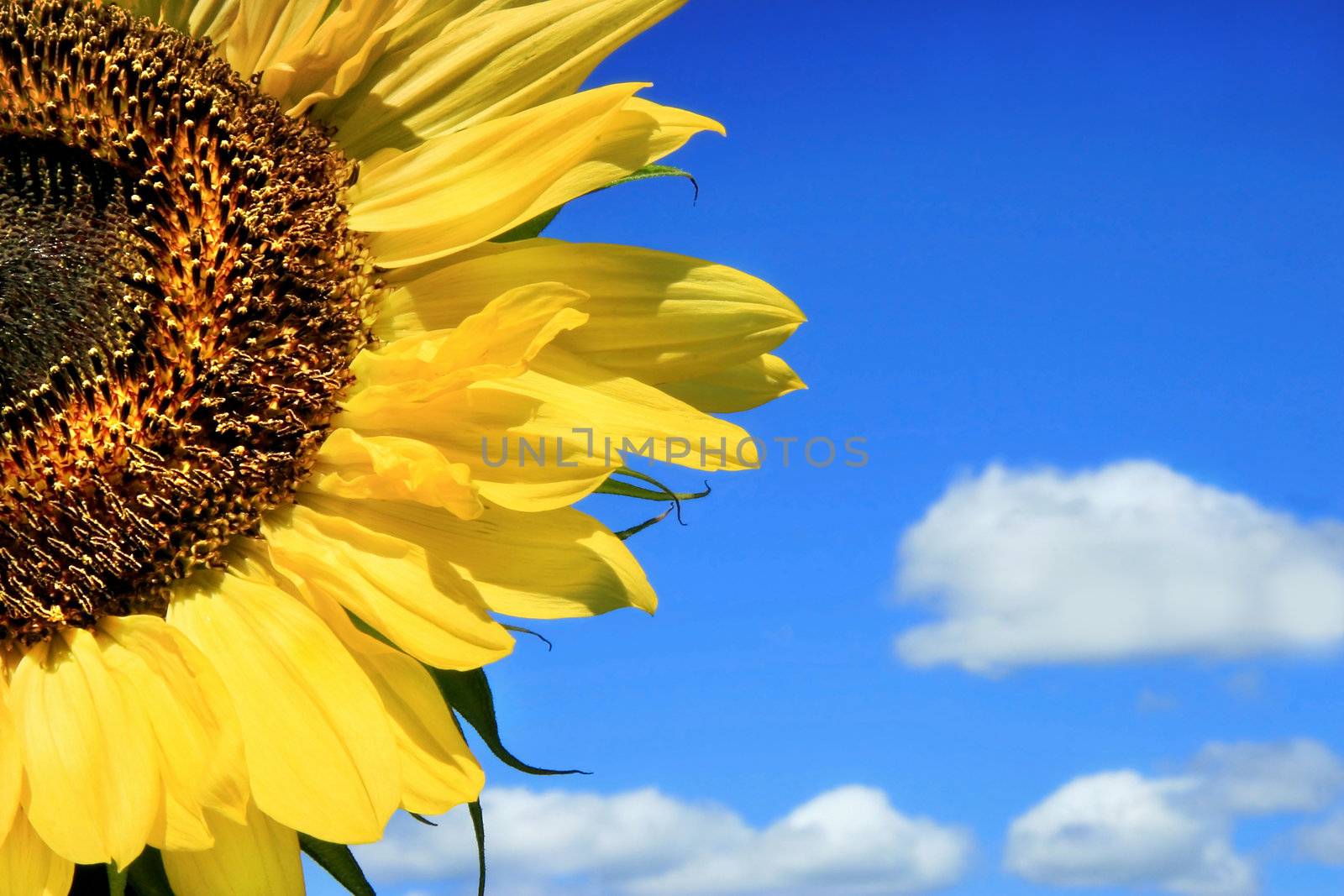 Sunflower and clouds against a blue sky