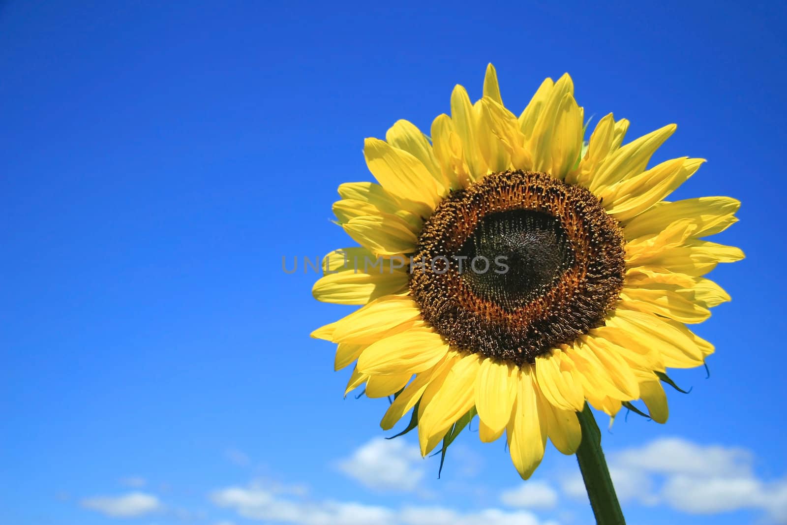 Golden sunflower  against a blue sky