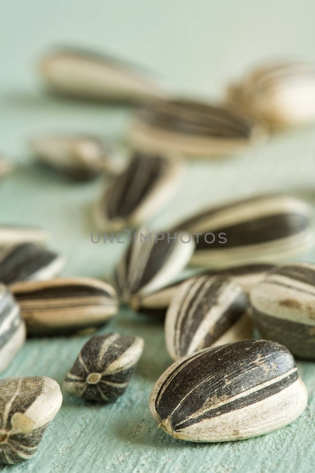 Sunflower seeds by Gravicapa