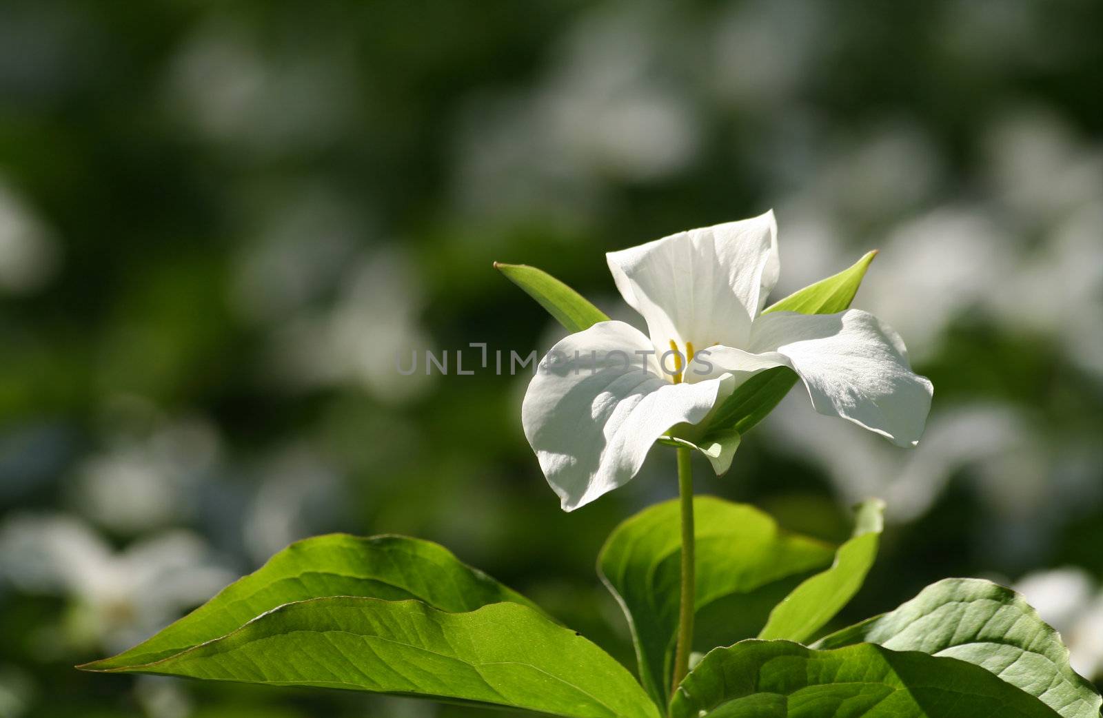 Wild trillium growing everywhere in the woods