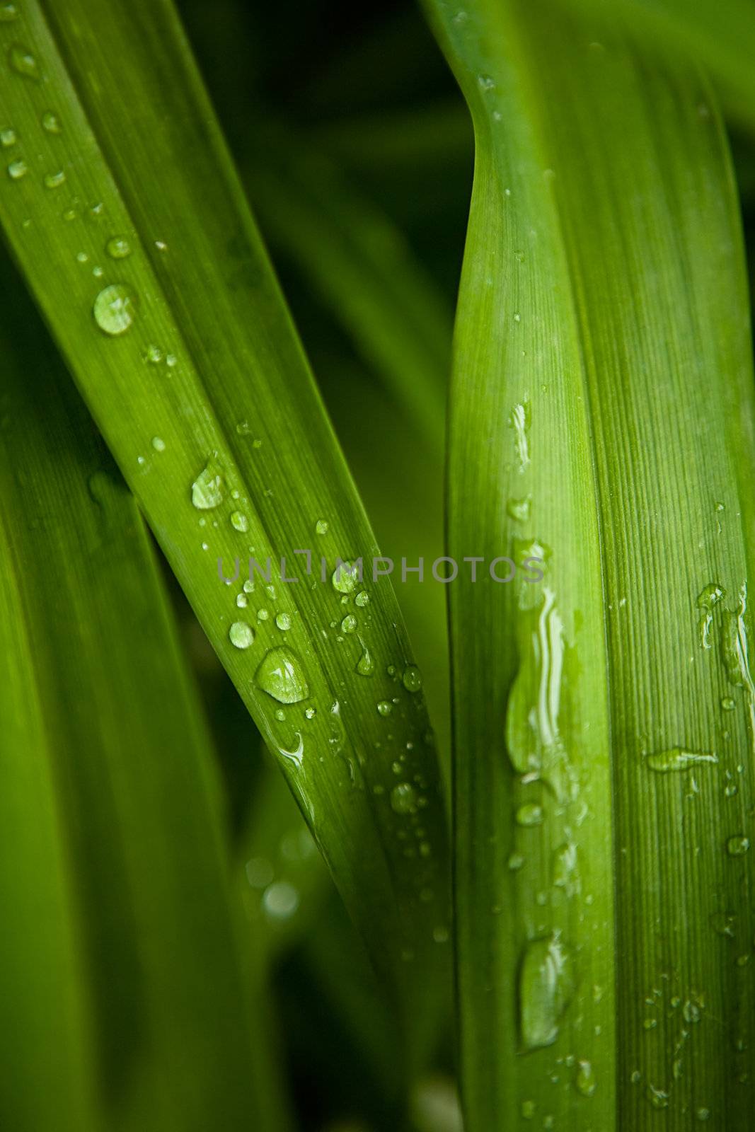 Morning dew flows down on green leaves
