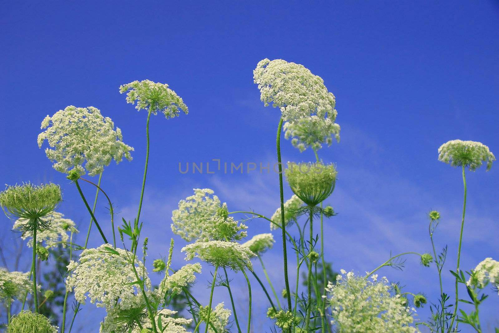 
Wild flowers against the blue sky on a sunny day