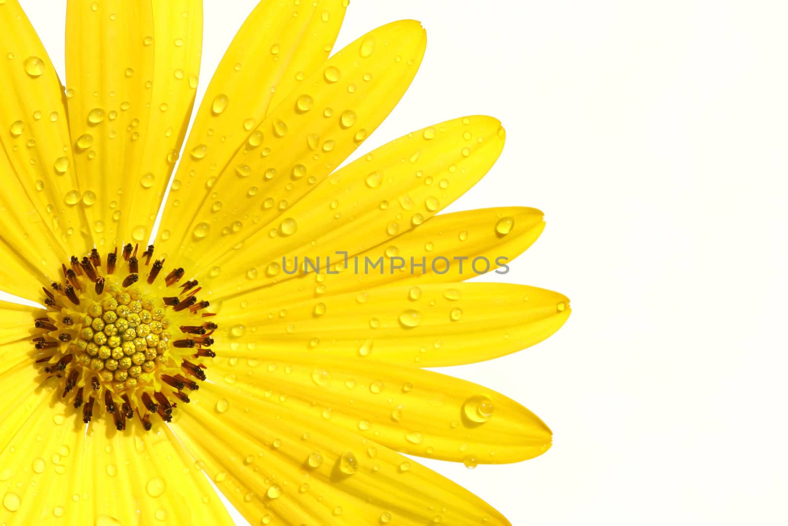 Yellow daisy on white background by Sandralise
