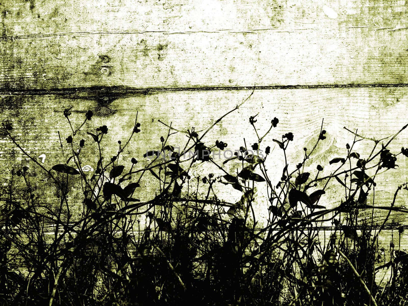 Foliage silhouette on grunge background