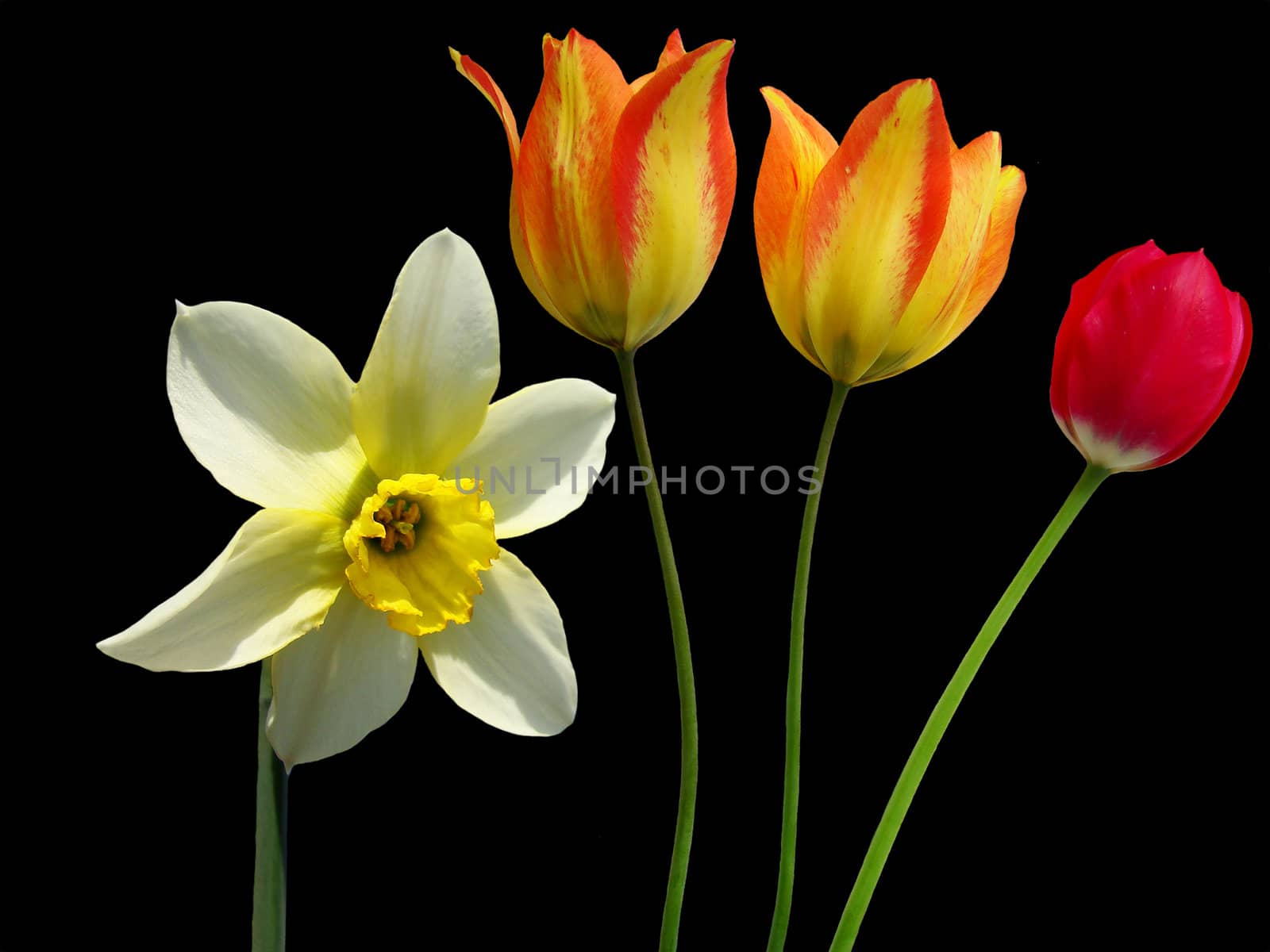 Spring daffodils and tulips on a black background                               
