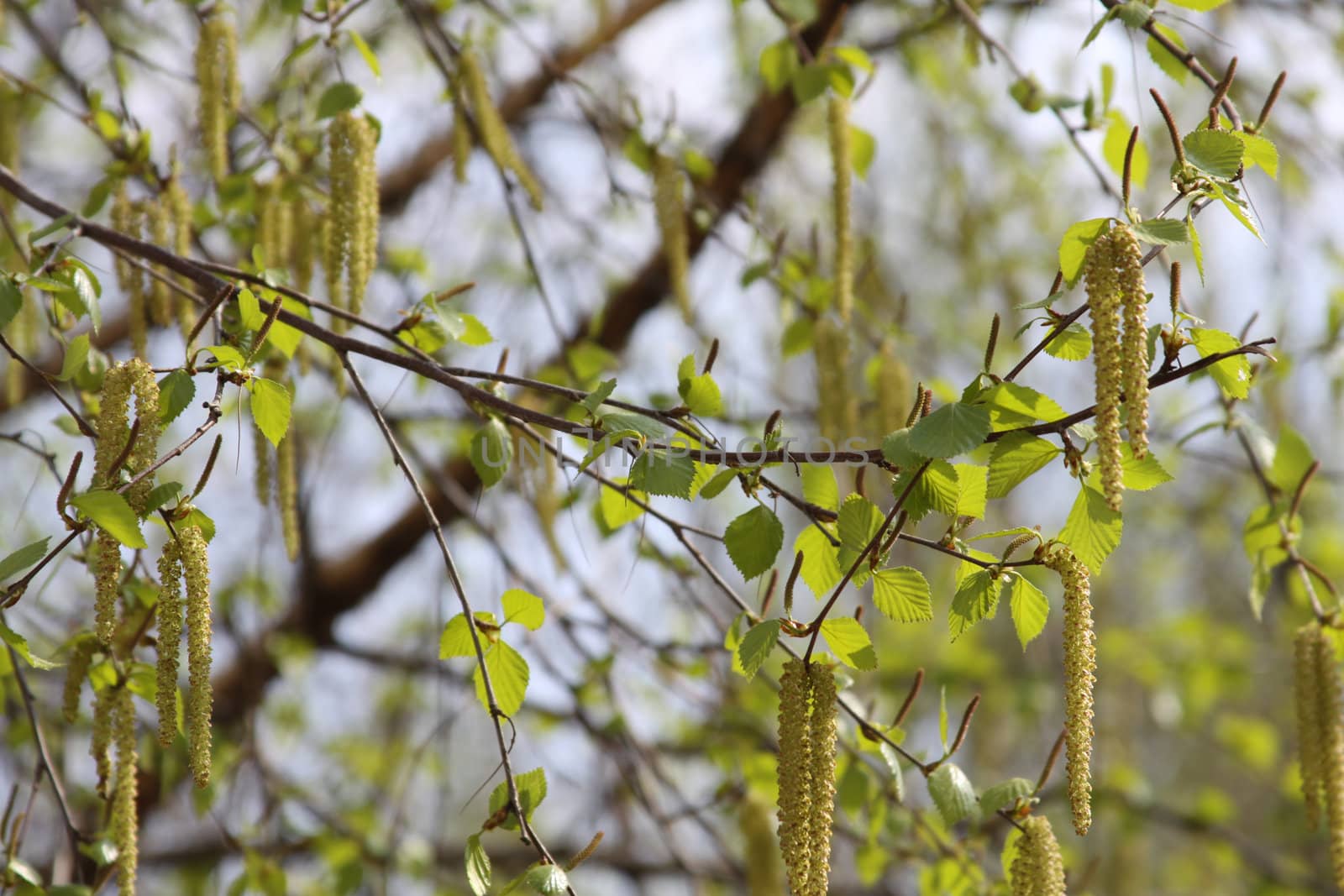 The dismissed birches of a branch in the spring