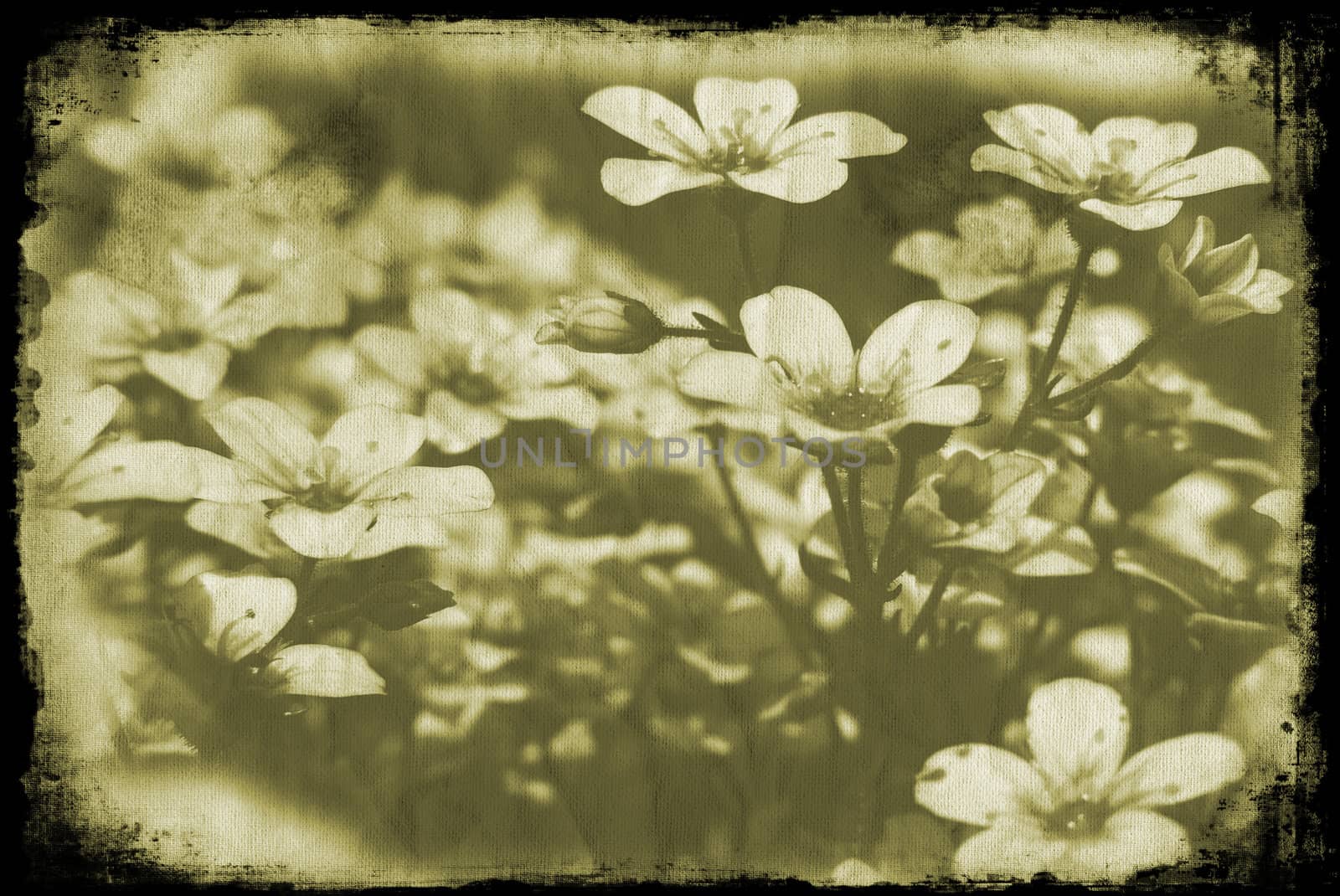 Flowers on grunge style background