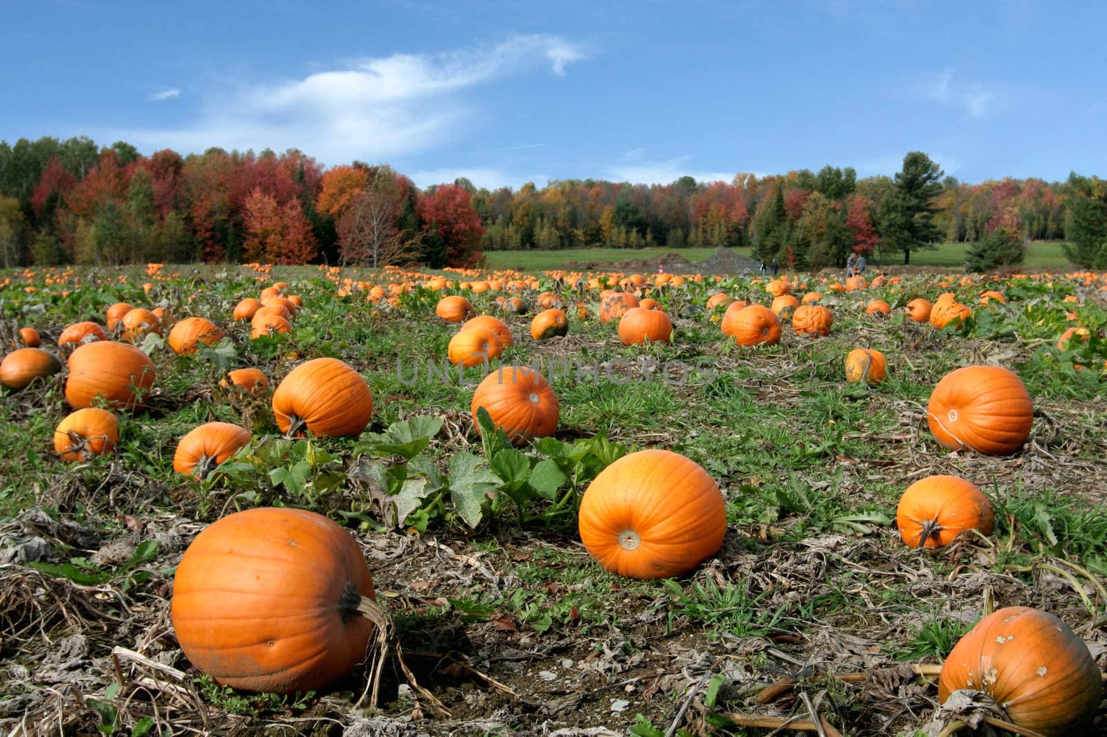 Pumpkins field by Hbak