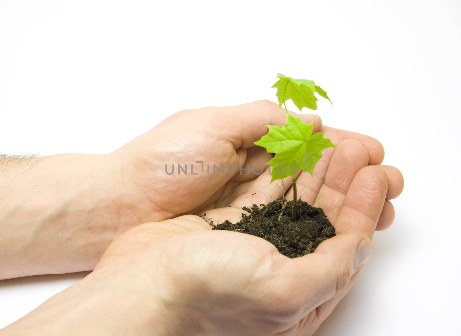 Man holding a new maple tree isolated on white