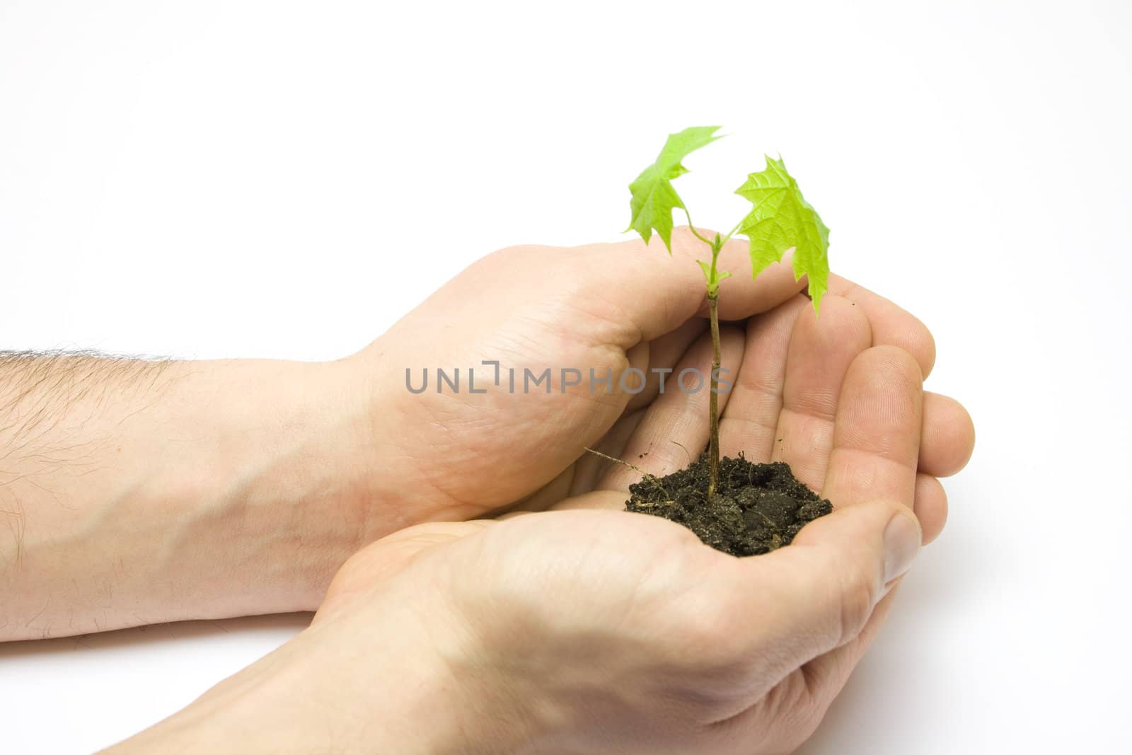 Man holding a new maple tree isolated on white