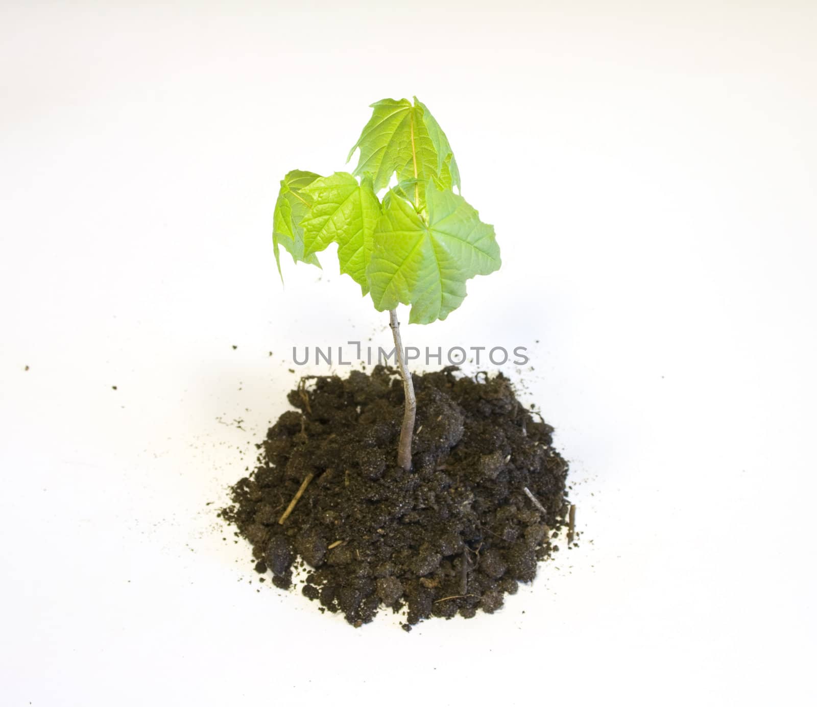 Young maple tree in the earth isolated on white