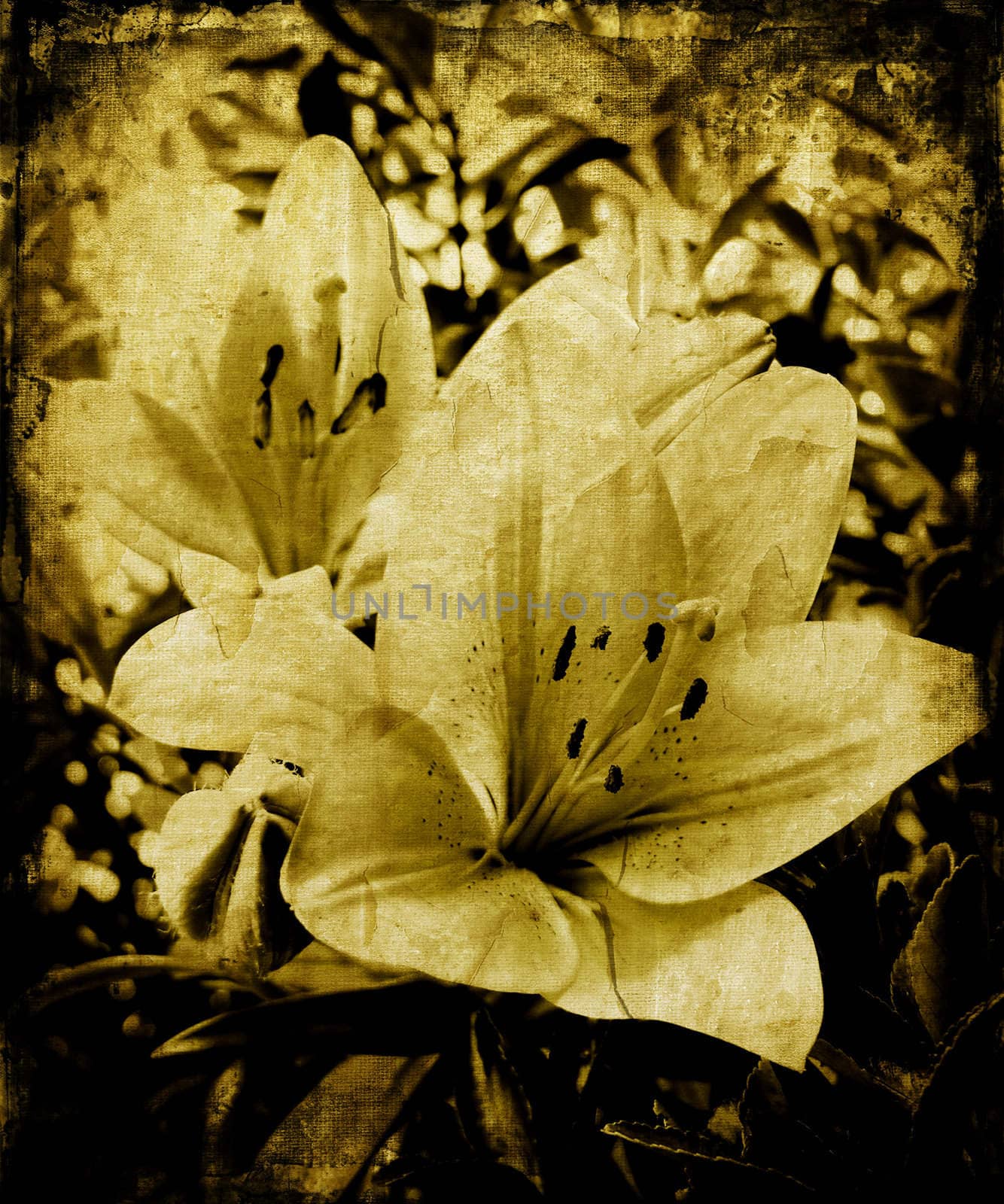 Lillies on grunge background