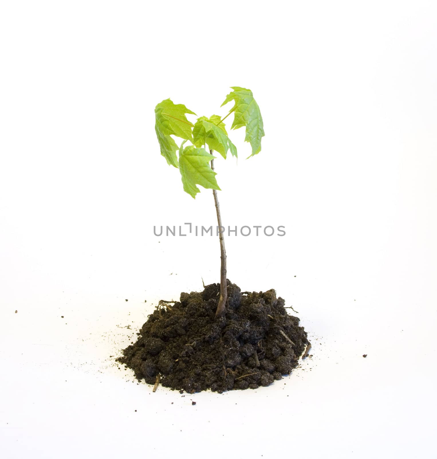 Young maple tree in the earth isolated on white