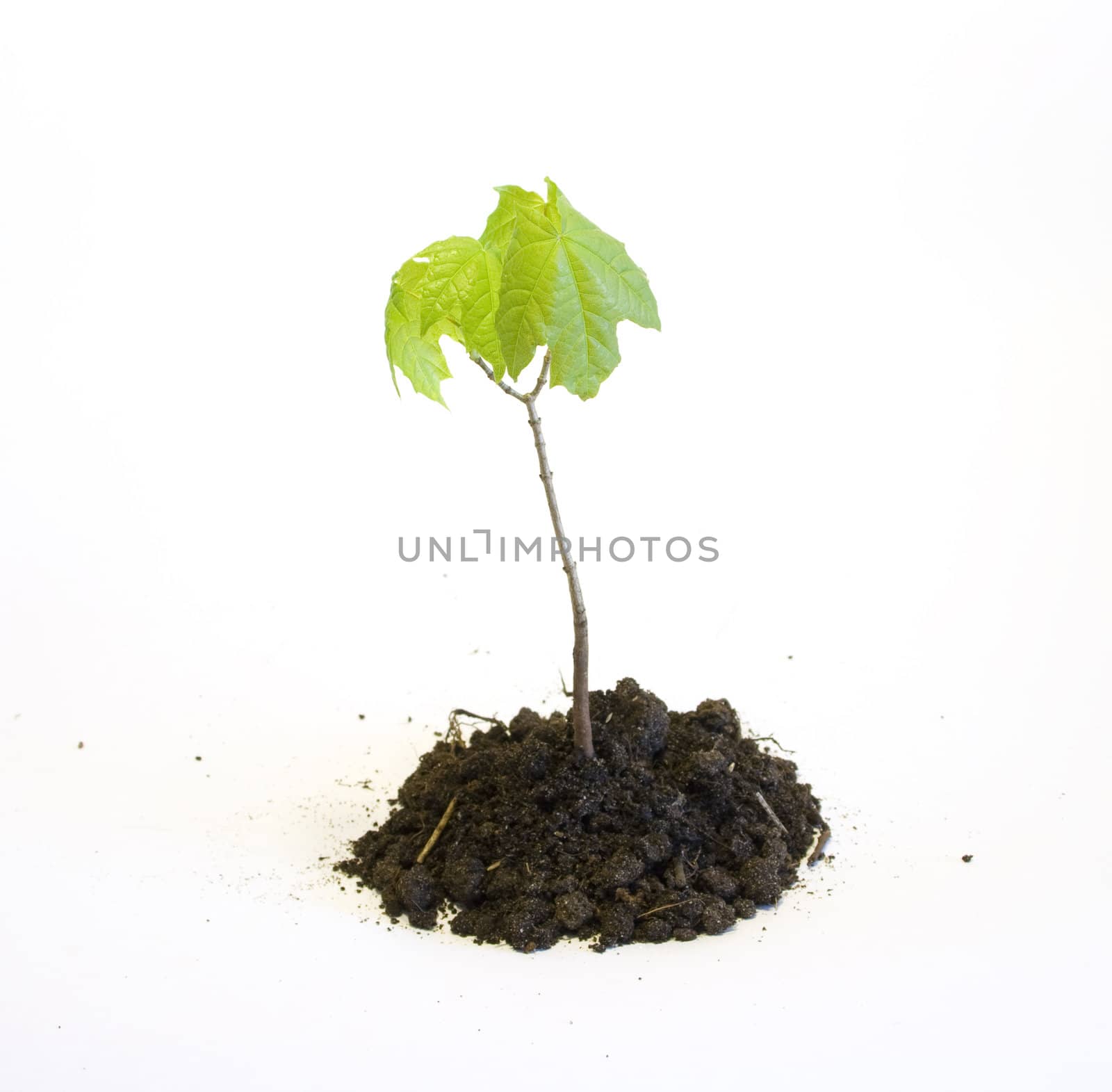 Young maple tree in the earth isolated on white