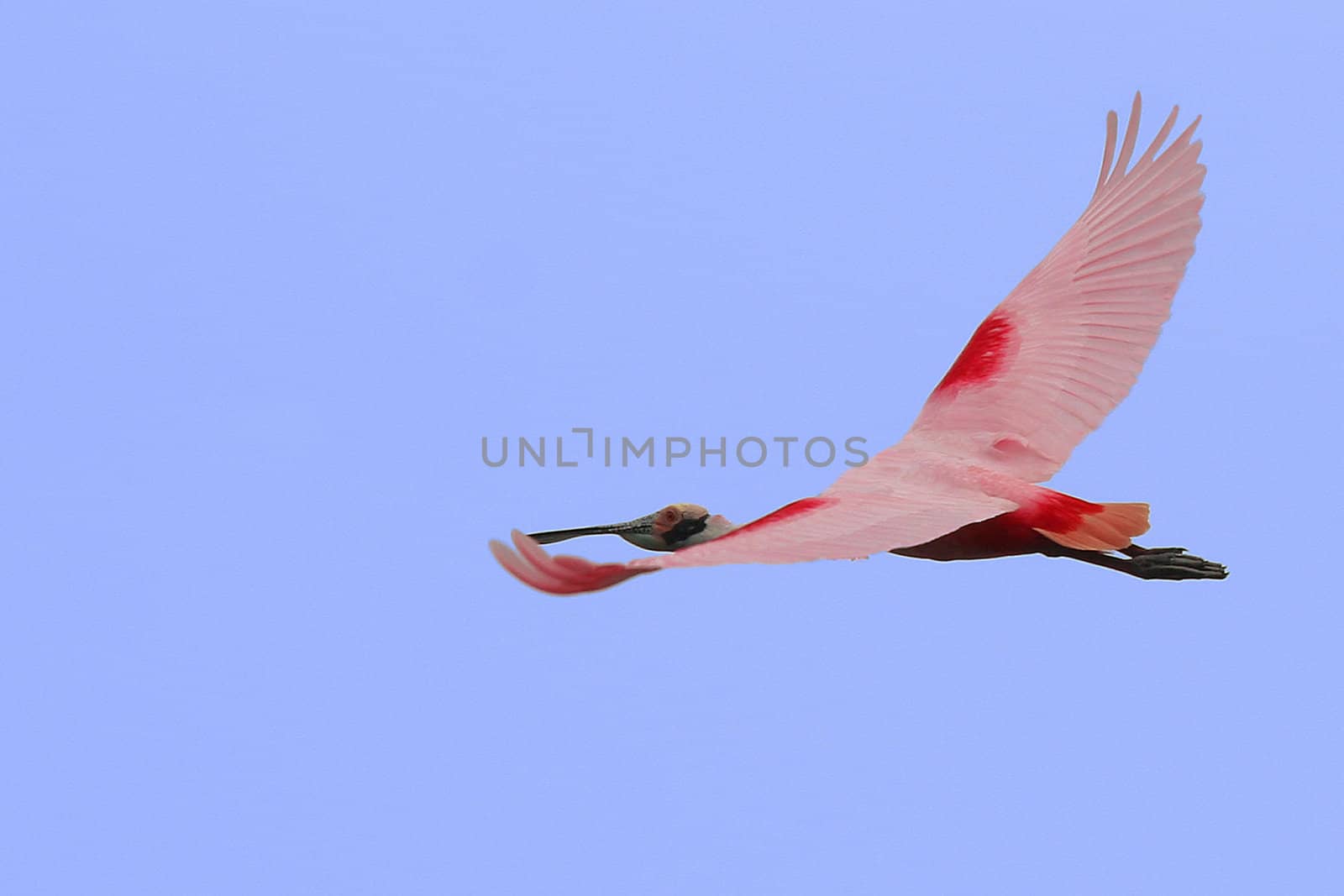 Flying Roseate Spoonbill and blue sky.