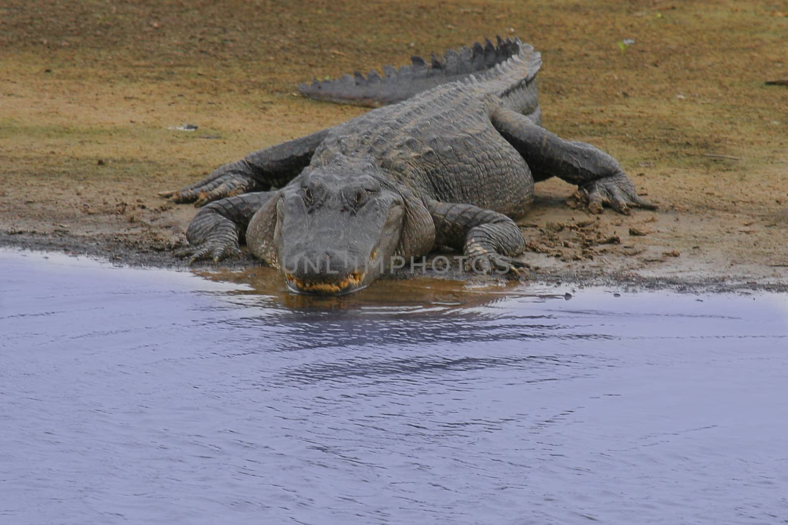 Old aligator sitting and waiting for its victim