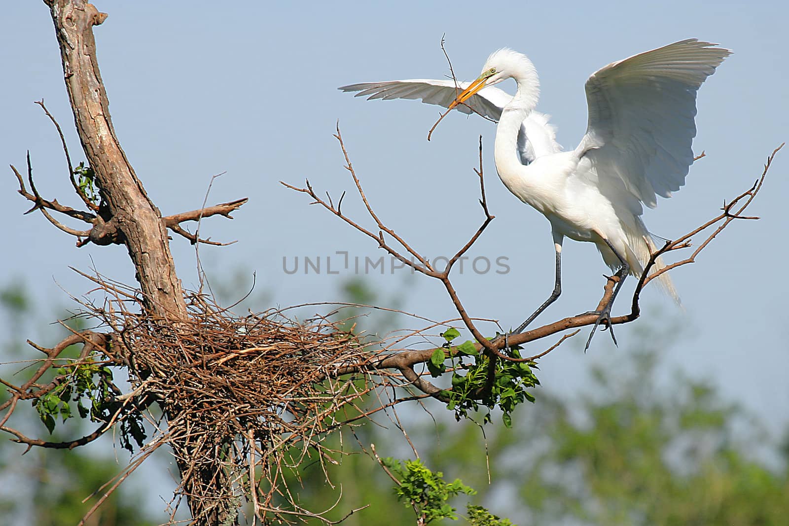 White Egret taking care of eggs